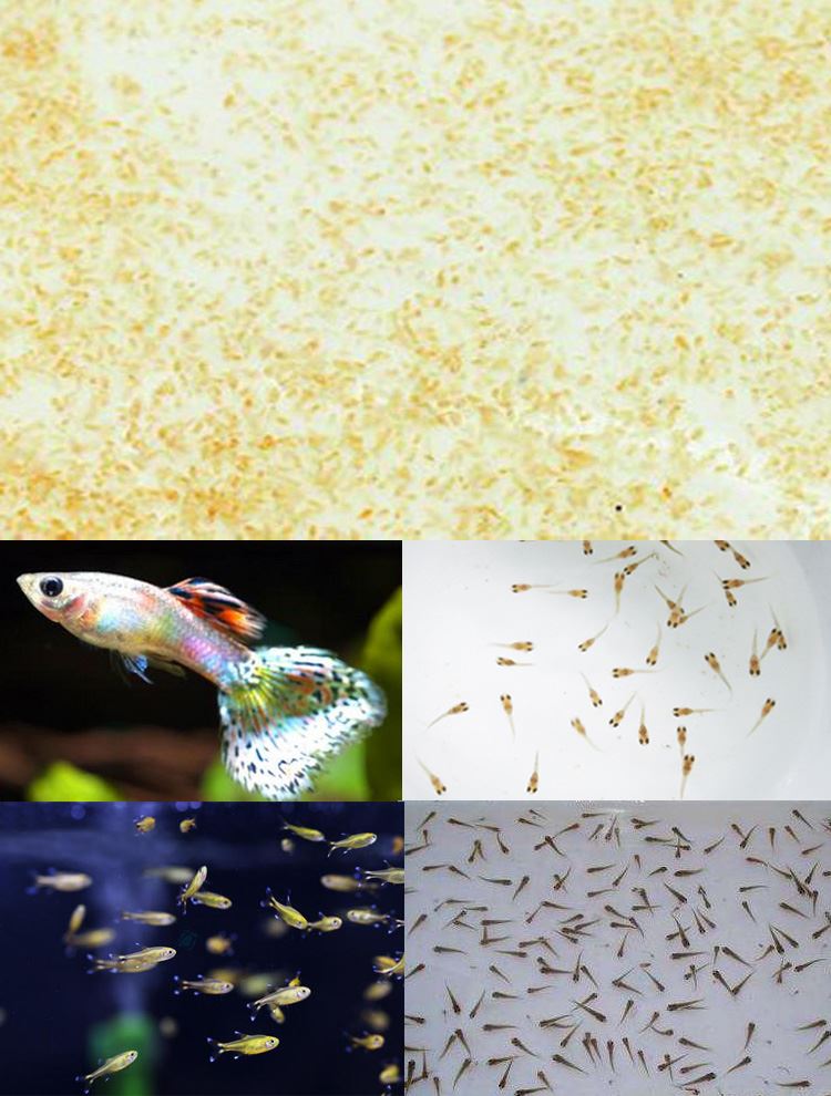 Frozen Daphnia Food