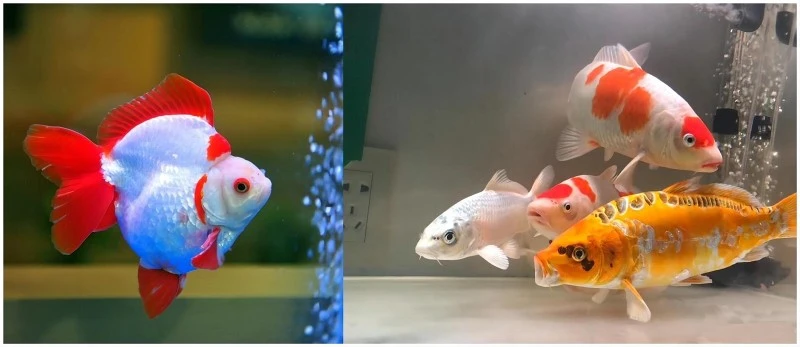 goldfish and koi fish goldfish and koi fish