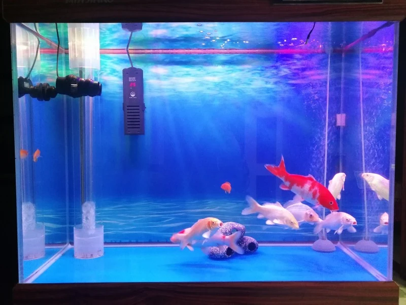 koi and goldfish keep together koi and goldfish keep together