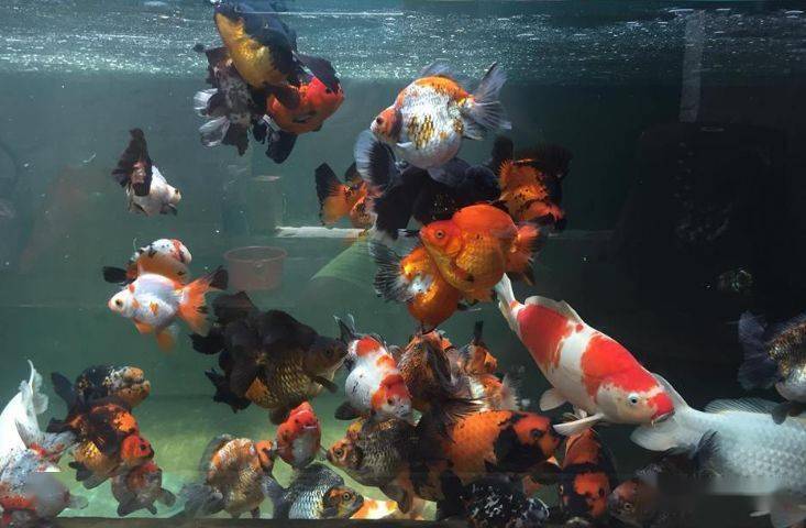 koi and goldfish in tank koi and goldfish in tank