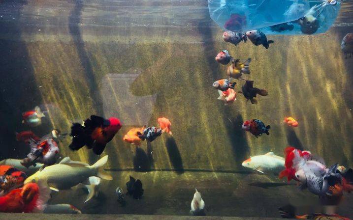 koi and goldfish mix keeping koi and goldfish mix keeping